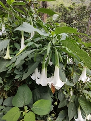 Brugmansia suaveolens