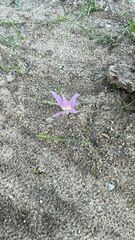 Colchicum lusitanum