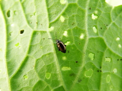 Phyllotreta striolata