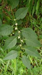 Deeringia polysperma