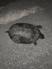 Phrynops geoffroanus