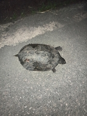 Phrynops geoffroanus