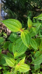 Miconia crenata