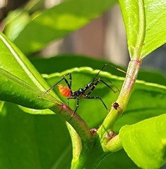 Gminatus australis
