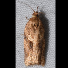 Argyrotaenia ivana