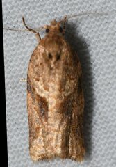 Argyrotaenia ivana