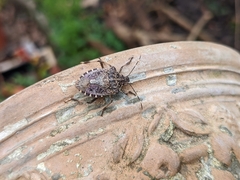 Halyomorpha halys