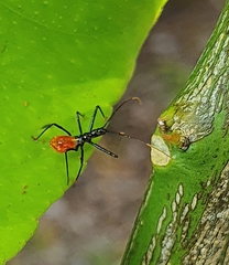 Gminatus australis