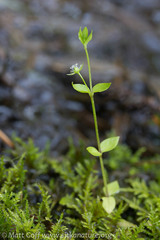 Stellaria crispa