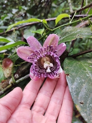Passiflora riparia