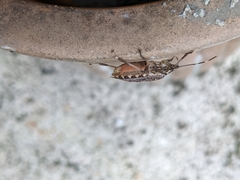 Halyomorpha halys