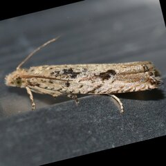 Bactra