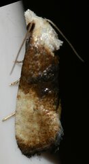 Cochylini