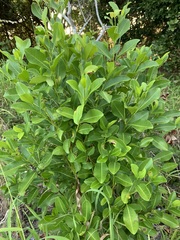 Acronychia imperforata