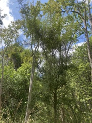 Sophora microphylla