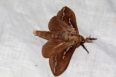 Abantiades argyrosticha