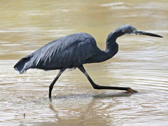 Egretta garzetta dimorpha