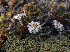 Hypochaeris incana
