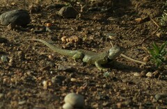 Liolaemus fitzingerii