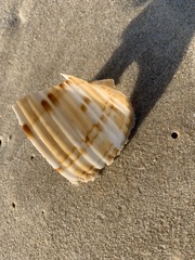 Tonna tankervillii
