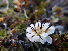 Hypochaeris incana