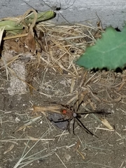 Latrodectus geometricus