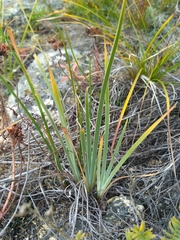 Iris lactea biglumis