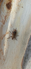Naupactus xanthographus