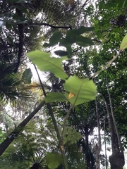 Hedycarya arborea