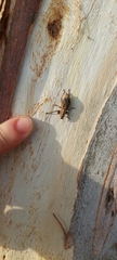 Naupactus xanthographus