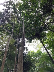 Hedycarya arborea