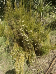 Ozothamnus leptophyllus