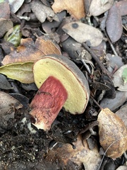 Xerocomellus atropurpureus