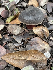 Xerocomellus atropurpureus