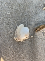 Austromactra rufescens