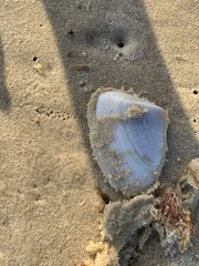 Latona deltoides
