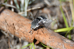 Meomyia sericans