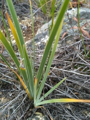 Iris lactea biglumis