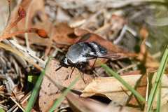 Meomyia sericans