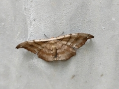Hyposidra infixaria