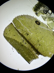 Plagiomnium undulatum