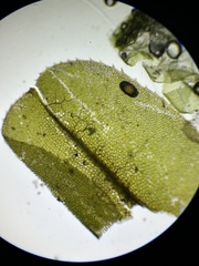 Plagiomnium undulatum