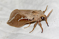 Abantiades argyrosticha