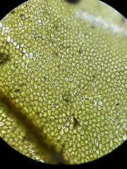 Plagiomnium undulatum