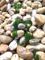 Draparnaldioides baicalensis