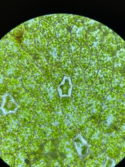 Plagiomnium undulatum