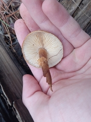 Cystoderma carcharias