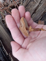 Cystoderma carcharias