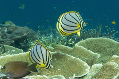 Chaetodon meyeri