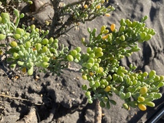 Tetraena fontanesii image